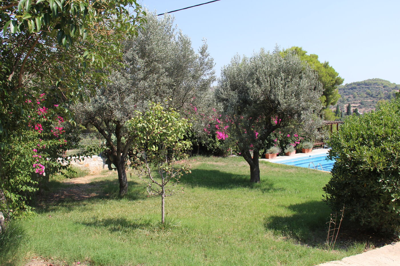 Garten mit Olivenbäumen
