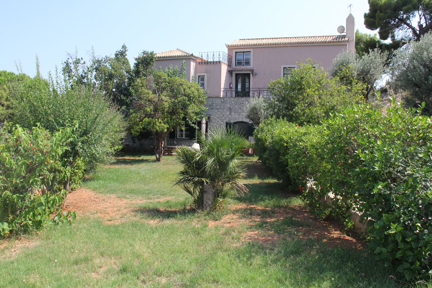 Garten mit Palme